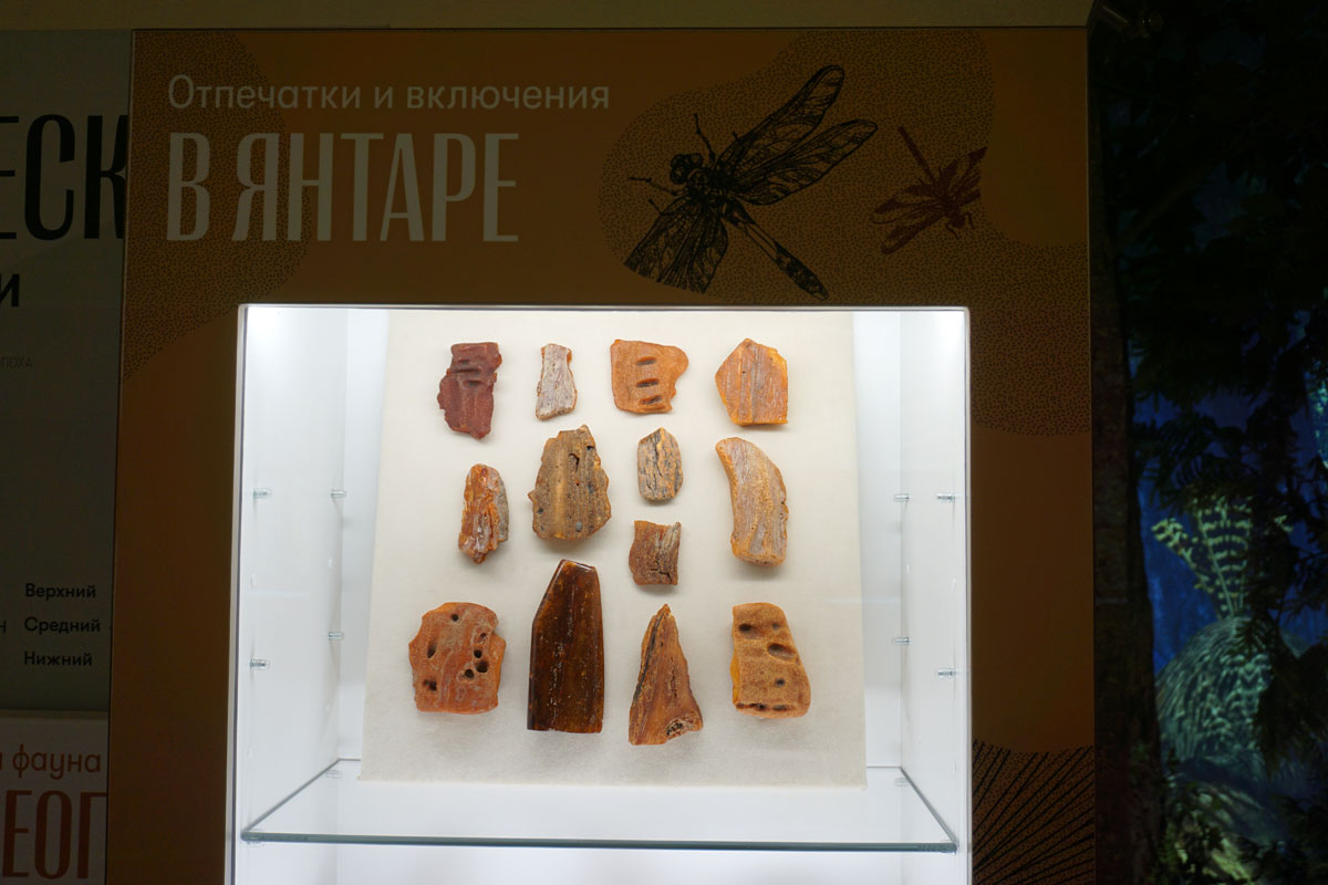 Отпечатки и включения в янтаре
