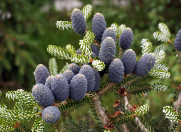 Пихта корейская (лат. Abies koreana)