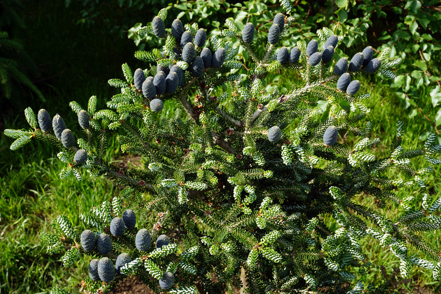 Пихта корейская (лат. Abies koreana)