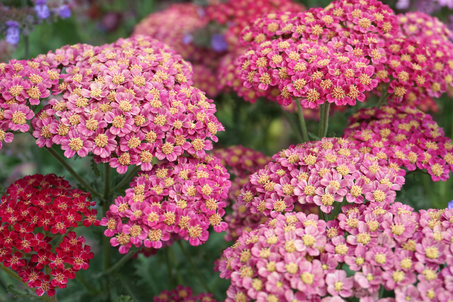 Тысячелистник обыкновенный (лат. Achillea millefolium)