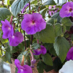Ахименес (лат. Achimenes)