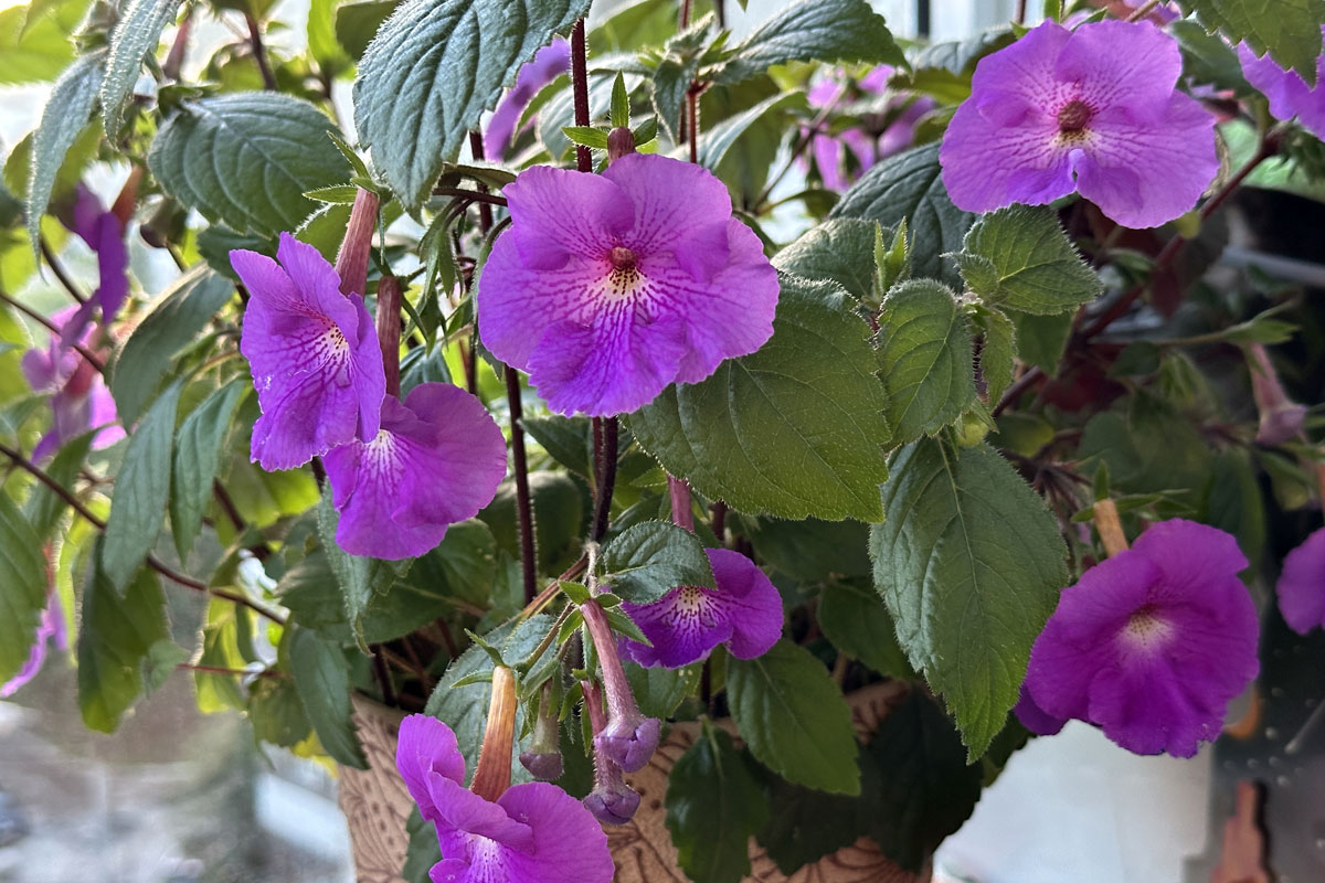 Ахименес (лат. Achimenes)