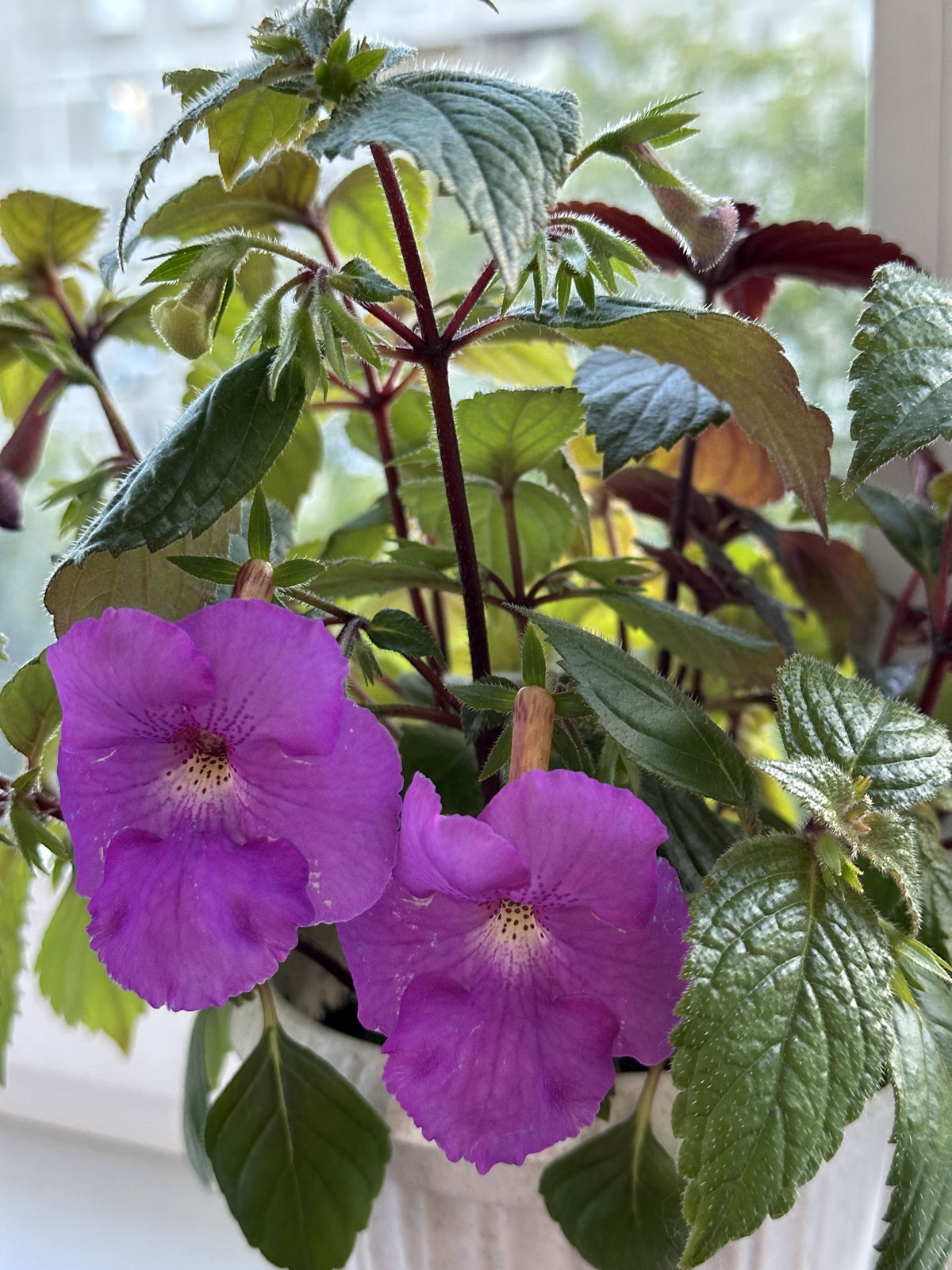 Ахименес (лат. Achimenes)
