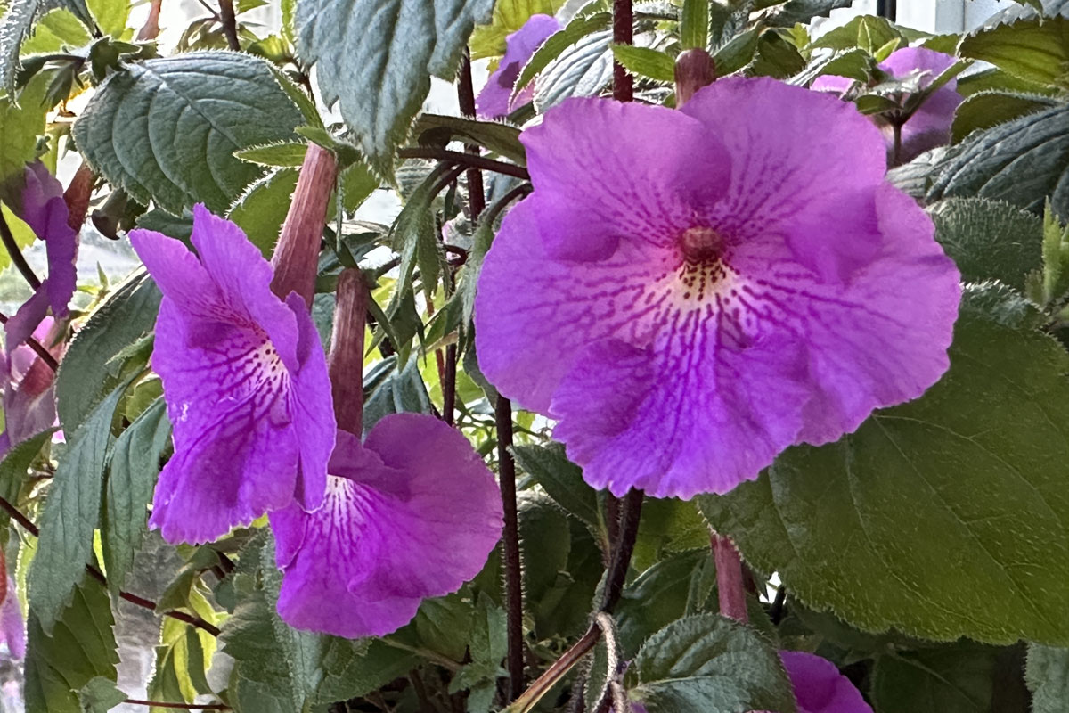 Ахименес (лат. Achimenes)