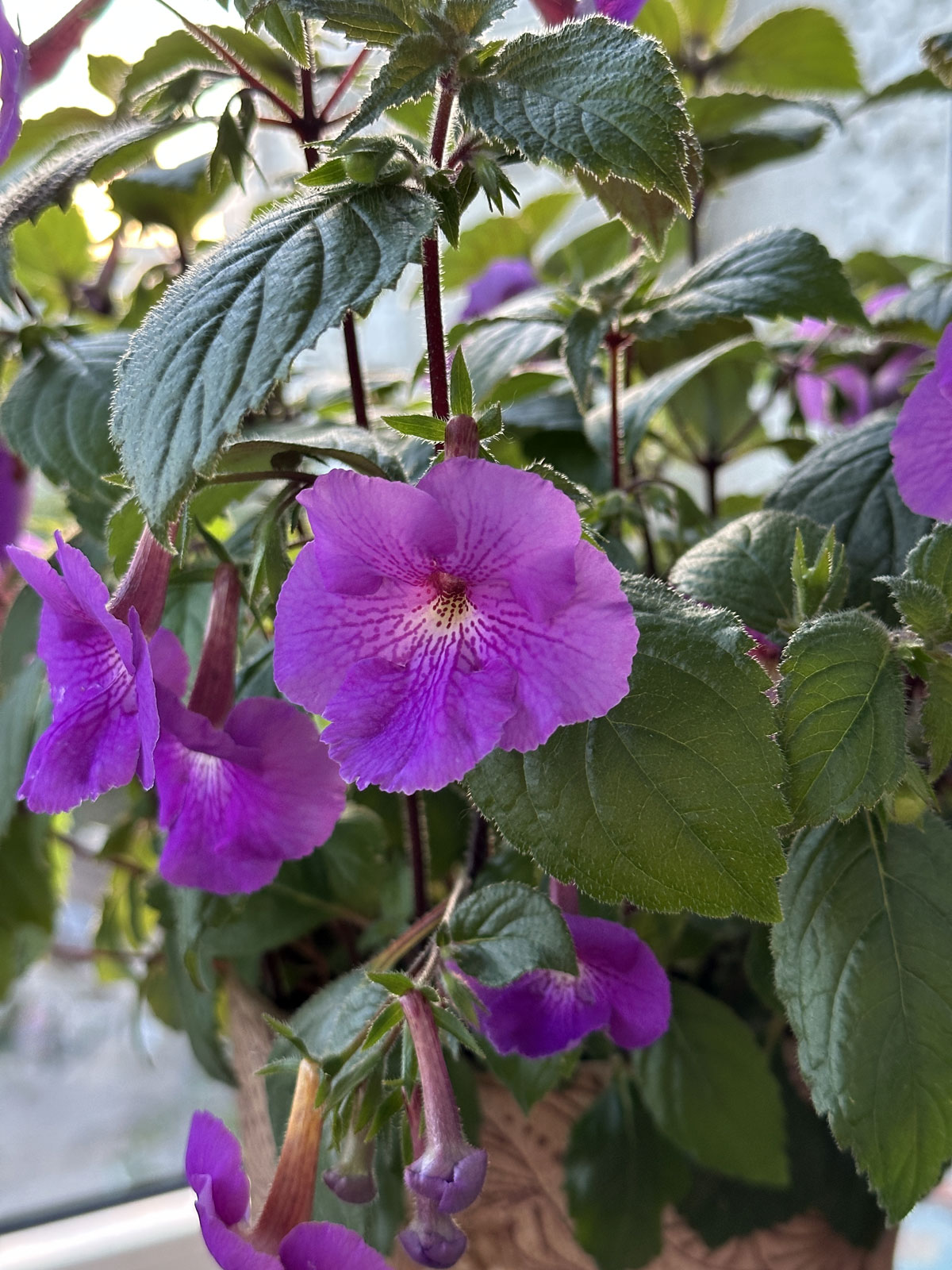 Ахименес (лат. Achimenes)