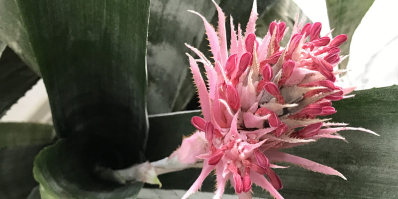 Эхмея полосатая (лат. Aechmea fasciata)