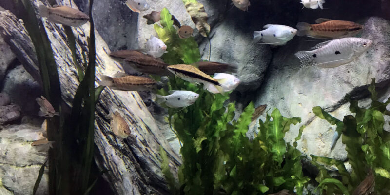 История аквариумистики