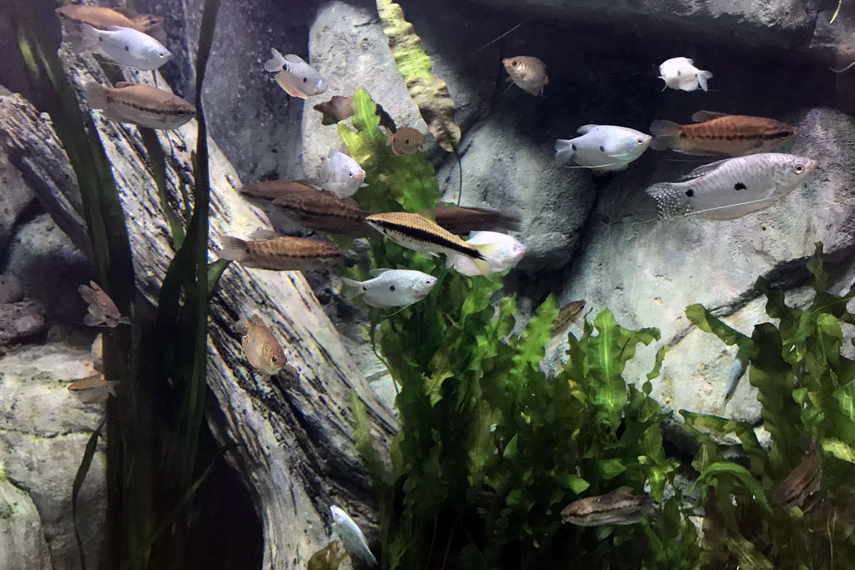 История аквариумистики