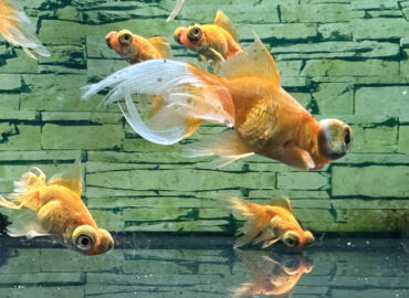 Золотая рыбка Телескоп