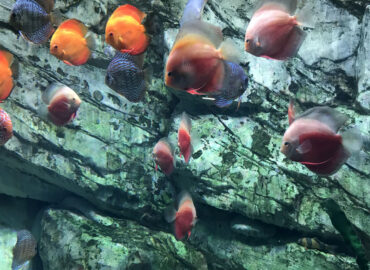 Аквариумы и здоровье