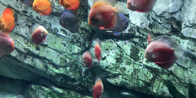 Аквариумы и здоровье