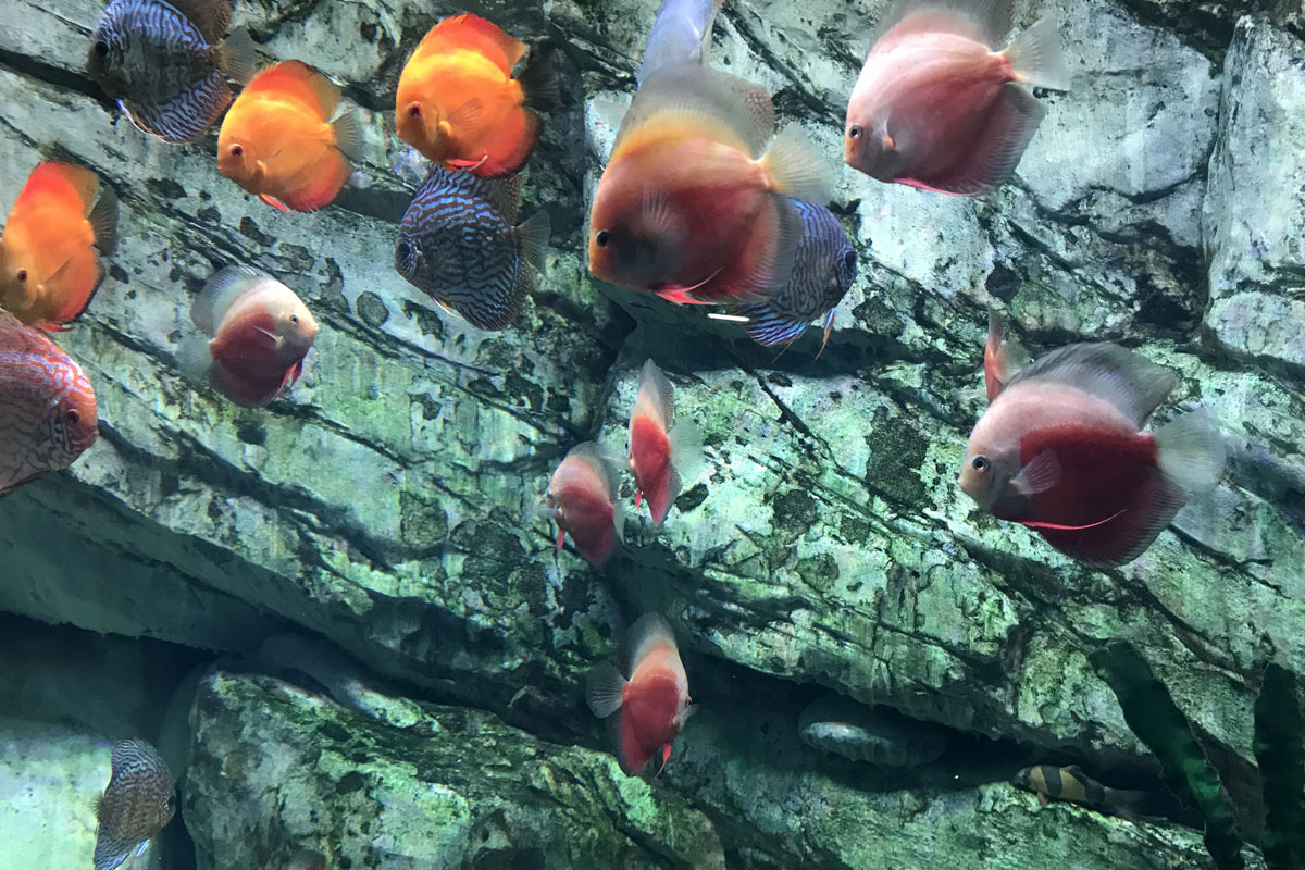 Аквариумы и здоровье