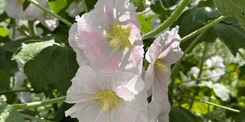 Штокроза розовая