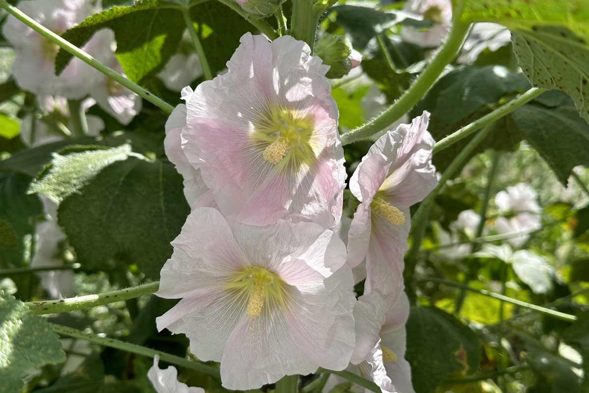 Штокроза розовая