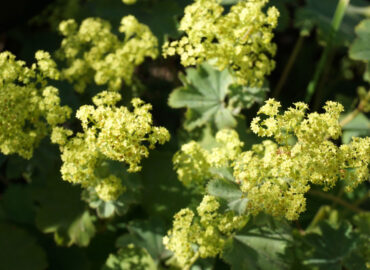 Манжетка мягкая (лат. Alchemilla mollis)