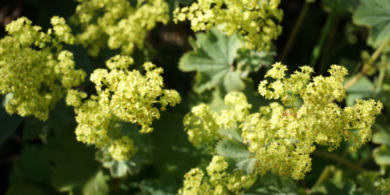 Манжетка мягкая (лат. Alchemilla mollis)