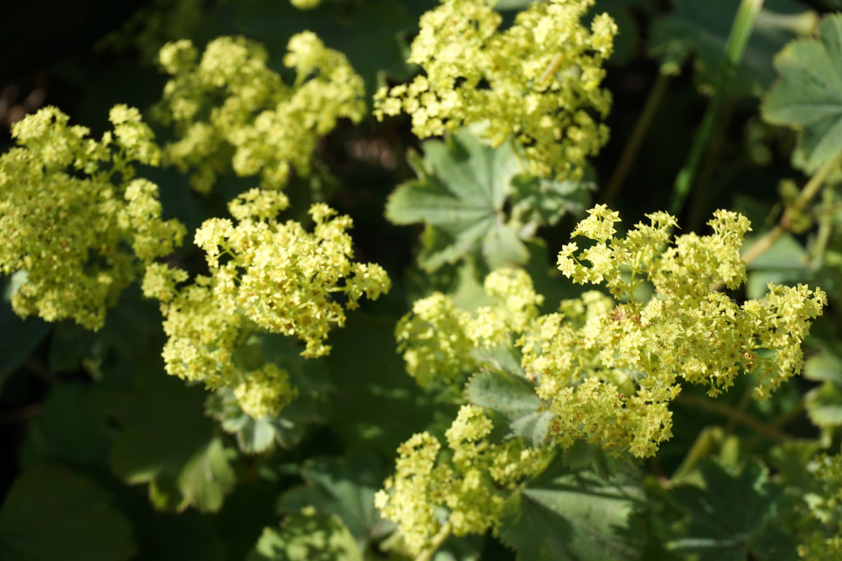 Манжетка мягкая (лат. Alchemilla mollis)