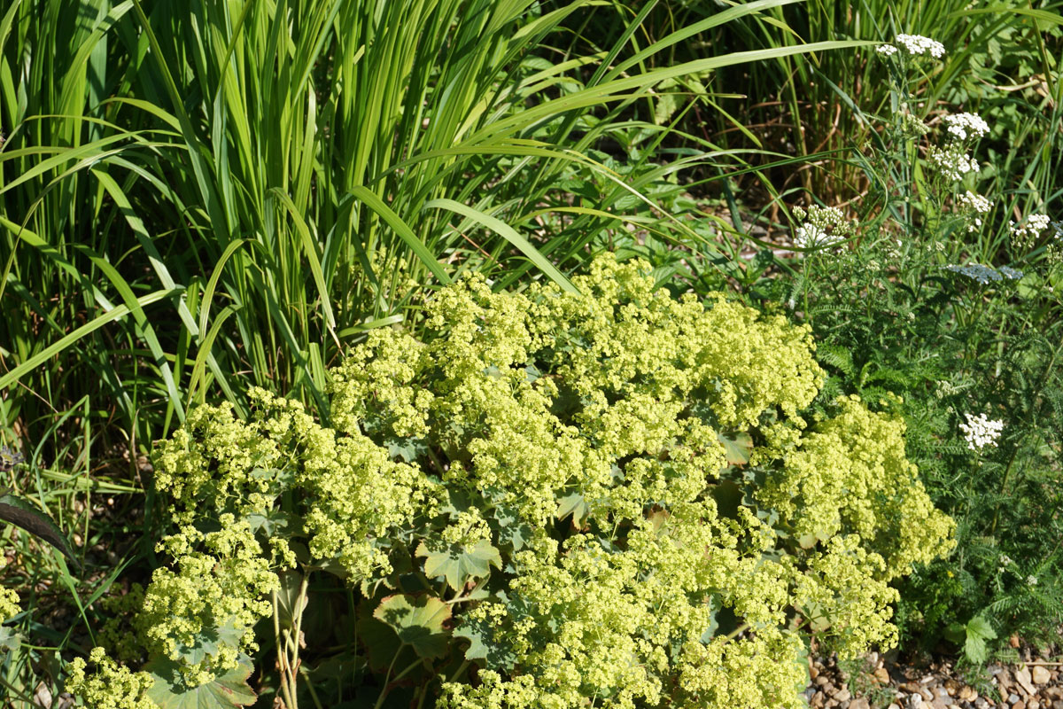 Манжетка мягкая (лат. Alchemilla mollis)