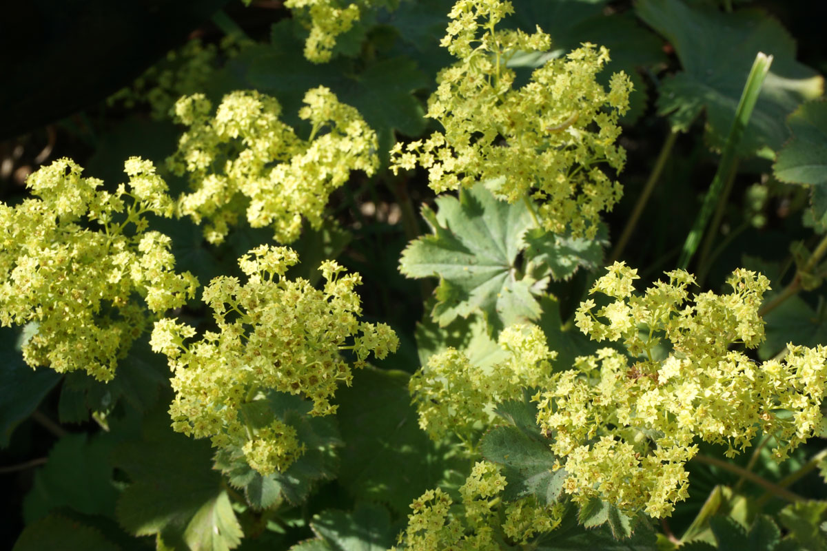 Манжетка мягкая (лат. Alchemilla mollis)