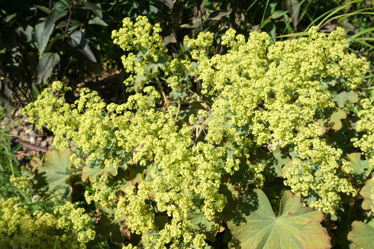 Манжетка мягкая (лат. Alchemilla mollis)
