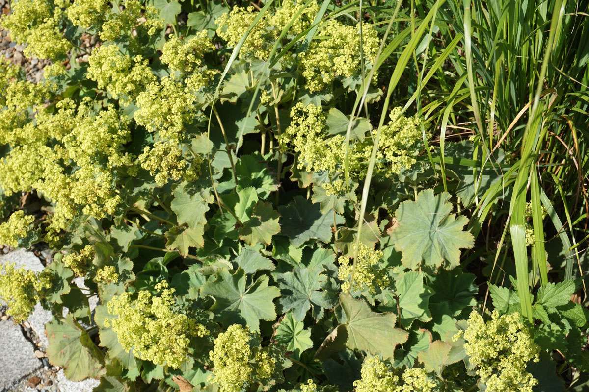 Манжетка мягкая (лат. Alchemilla mollis)