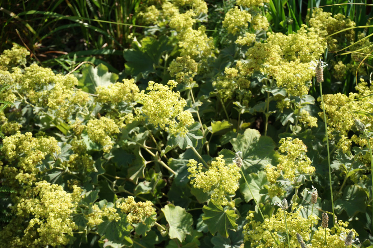 Манжетка мягкая (лат. Alchemilla mollis)