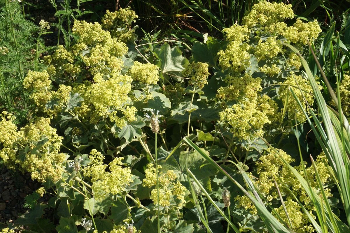 Манжетка мягкая (лат. Alchemilla mollis)