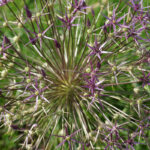 Лук Кристофа (лат. Allium cristophii)