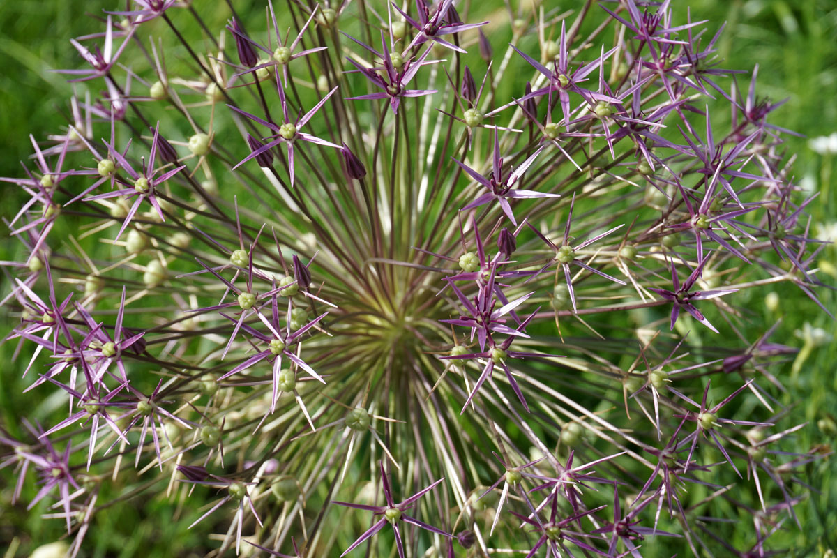 Лук Кристофа (лат. Allium cristophii)