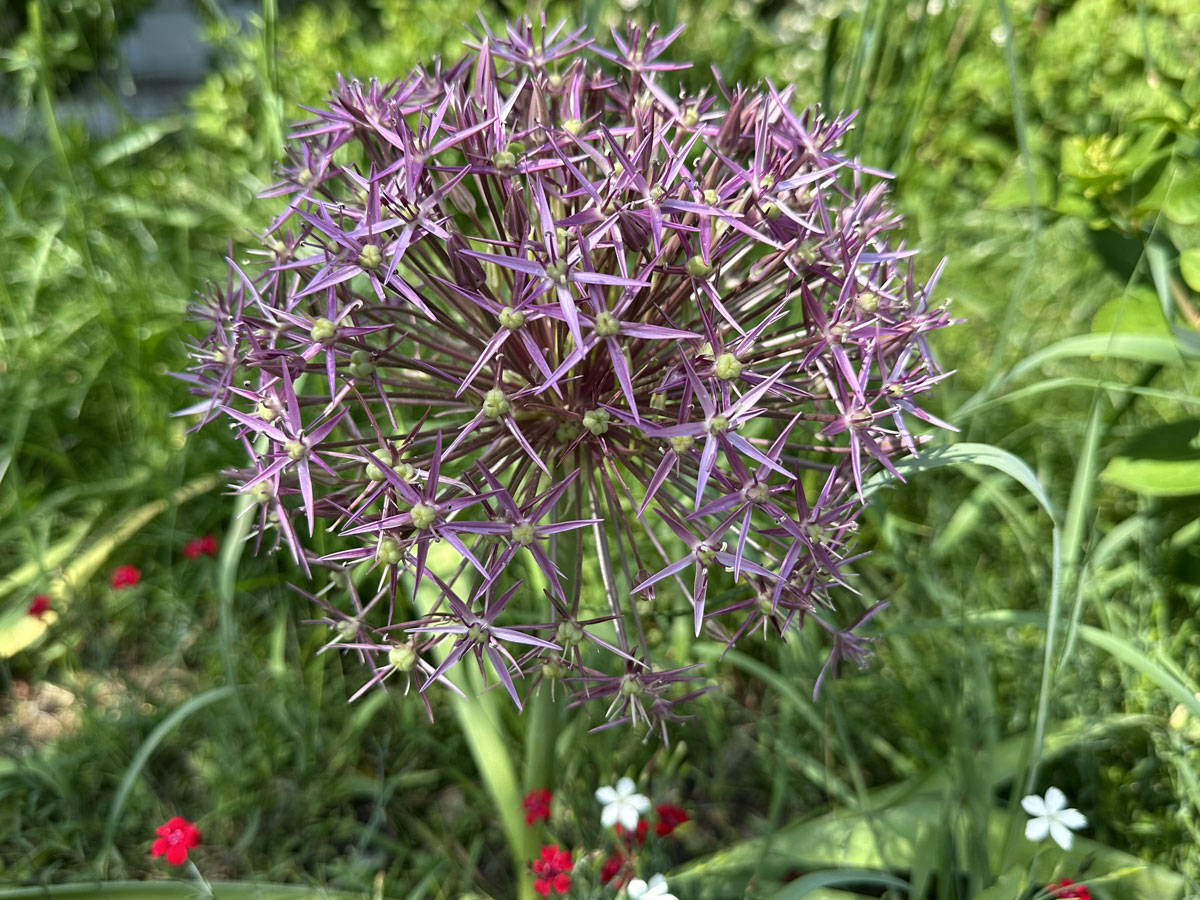 Лук Кристофа (лат. Allium cristophii)