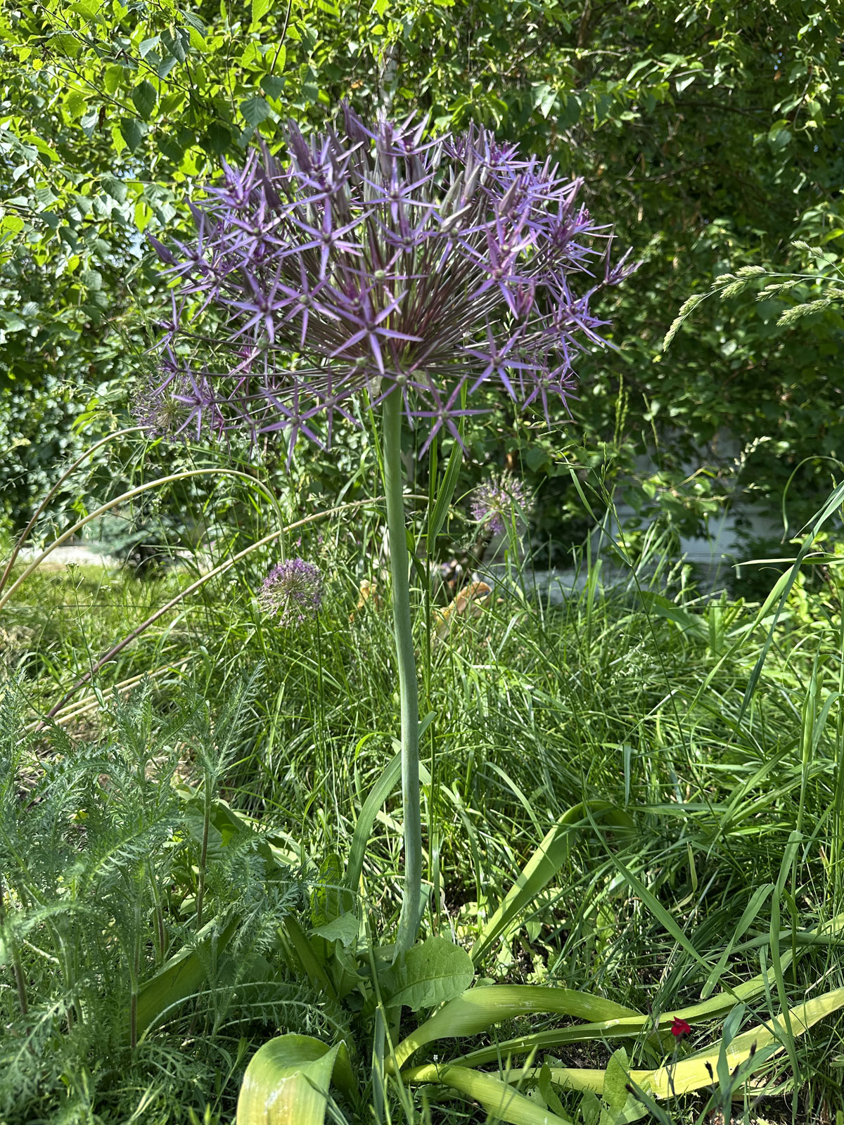 Лук Кристофа (лат. Allium cristophii)