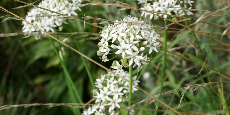 Лук душистый, или ветвистый