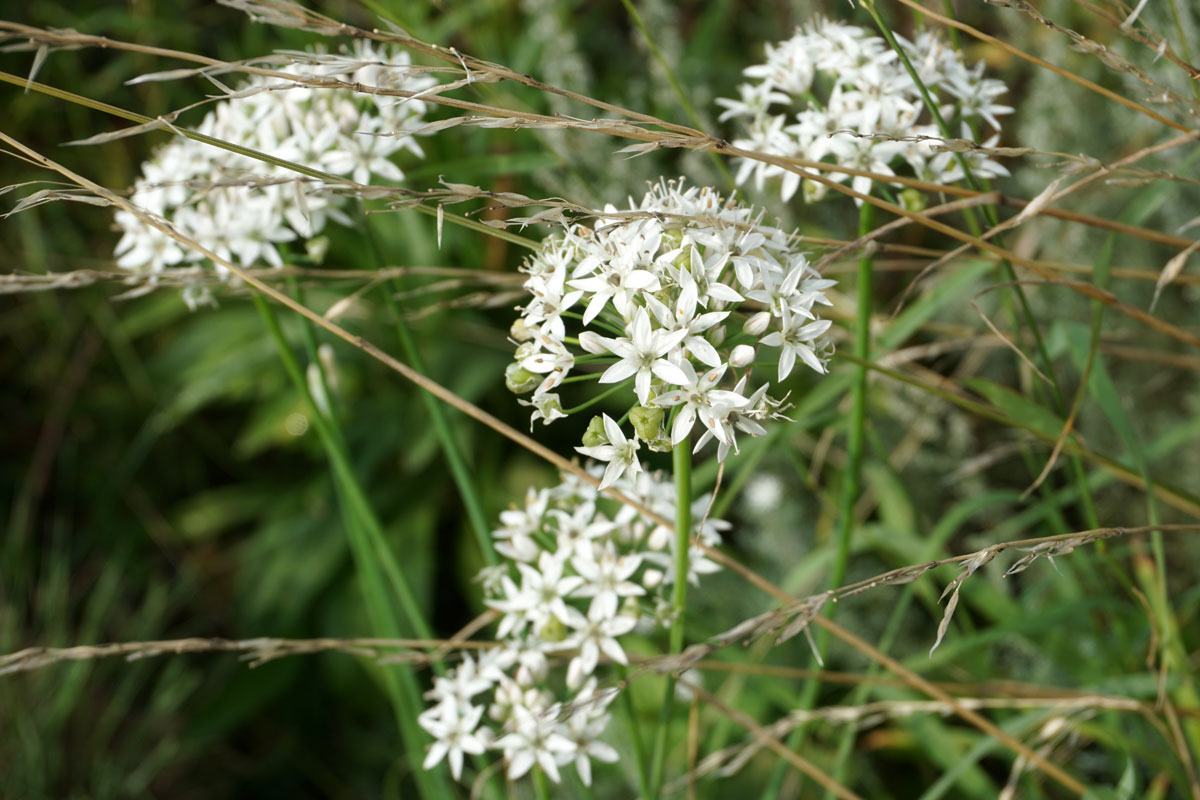 Лук душистый, или ветвистый