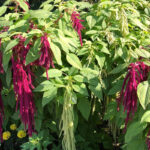 Амарант хвостатый