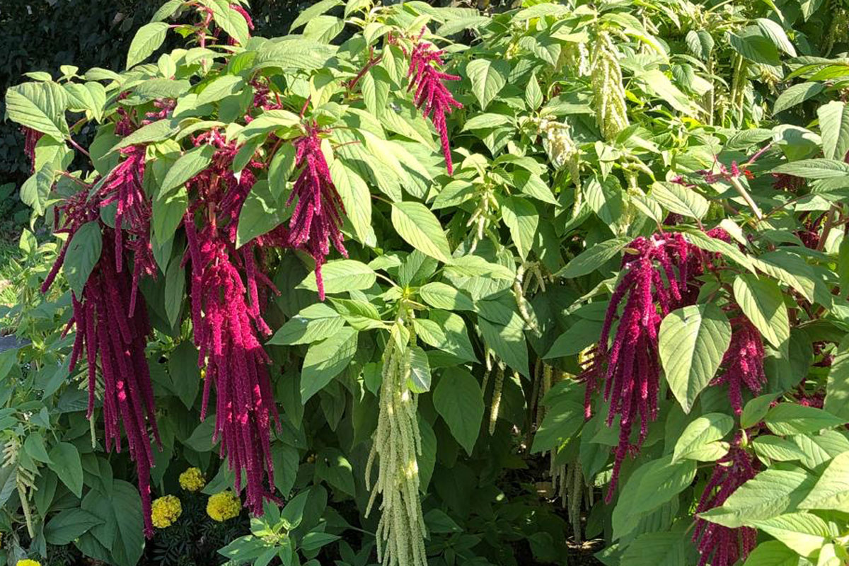 Амарант хвостатый