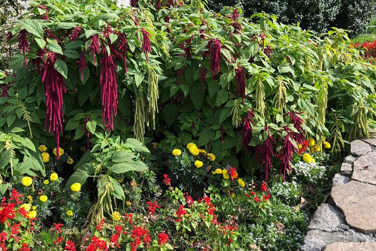 Амарант хвостатый