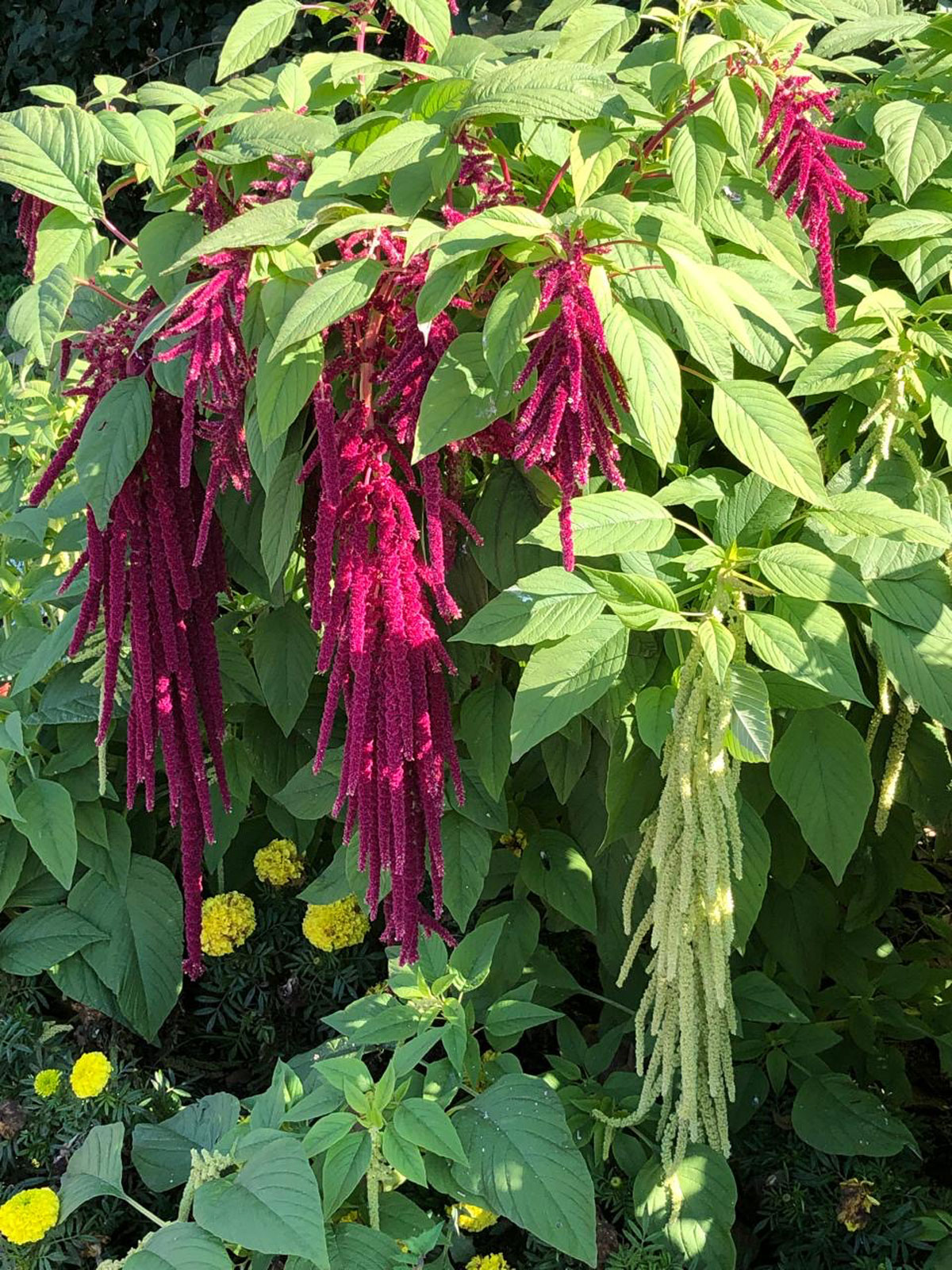 Амарант хвостатый