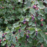 Ирга (лат. Amelanchier)