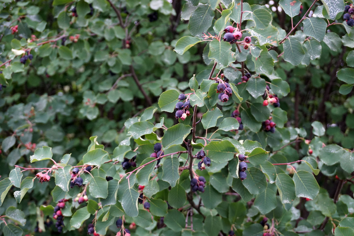 Ирга (лат. Amelanchier)