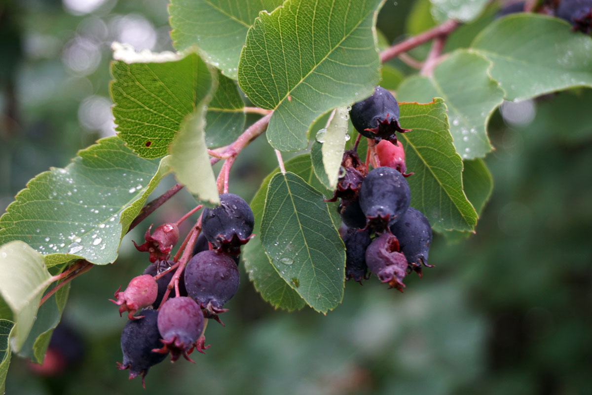 Ирга (лат. Amelanchier)