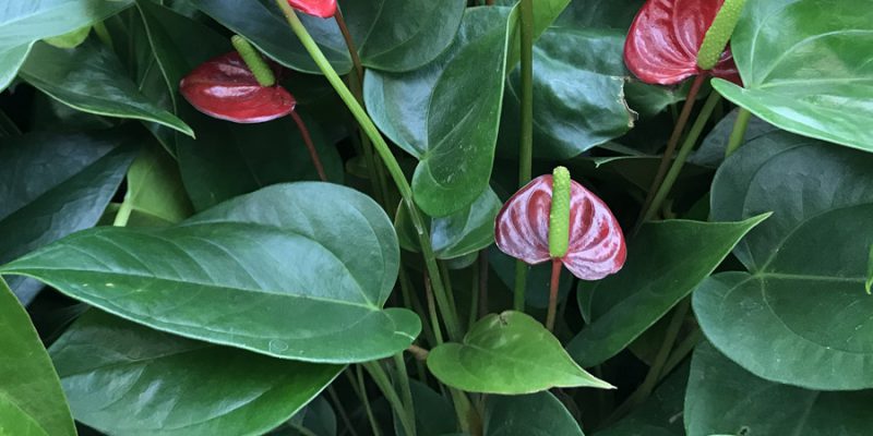 Антуриум (Anthurium): уход и размножение