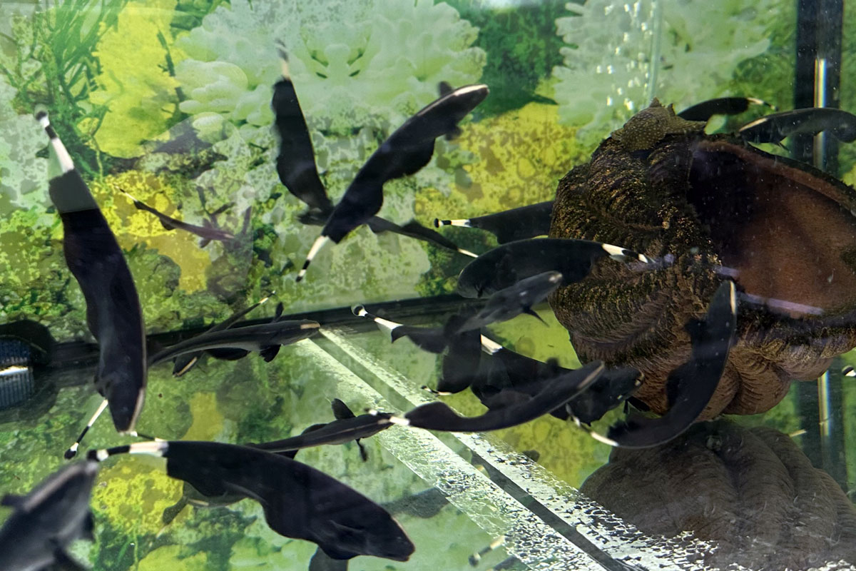 Аквариумная рыбка Черный нож