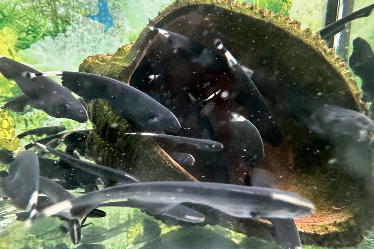 Аквариумная рыбка Черный нож