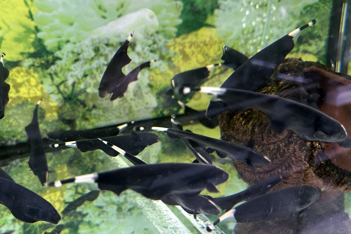 Аквариумная рыбка Черный нож