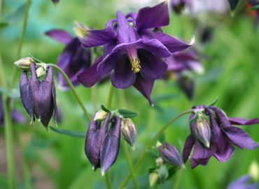 Водосбор (аквилегия, лат. Aquilegia)