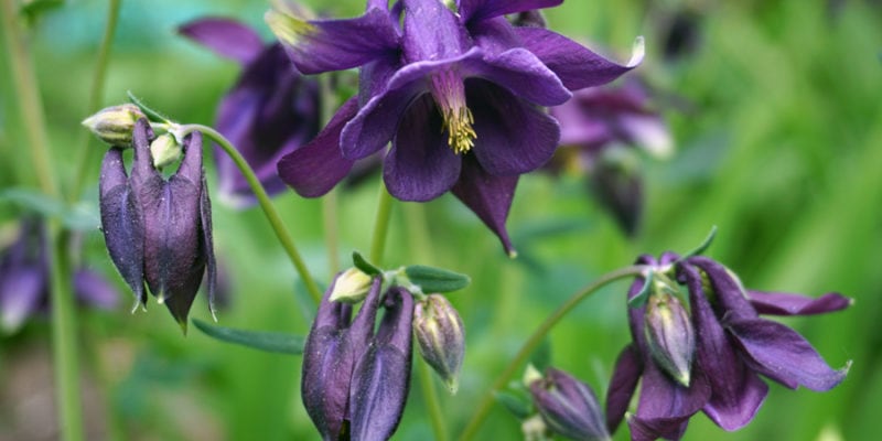 Водосбор (аквилегия, лат. Aquilegia)