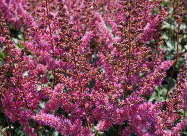 Астильба (лат. Astilbe)