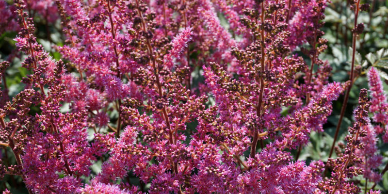 Астильба (лат. Astilbe)