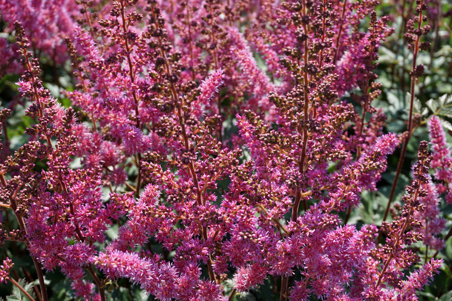 Астильба (лат. Astilbe)