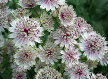 Астранция крупная (лат. Astrantia major)